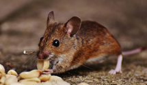24 Hour & Emergency Exterminators in Havelock, NC